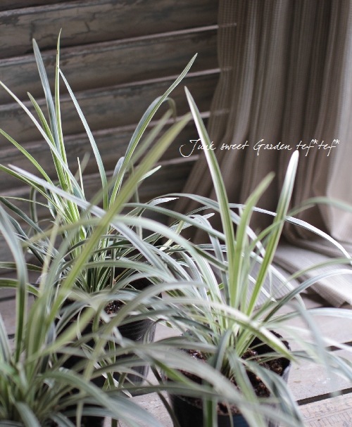 ���ե����ݥ��� �إߥ�����󥿥���