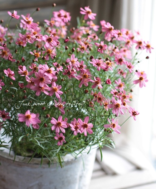 <i>Coreopsis<i/><BR><BR>�ɺ��𥳥쥪�ץ���<BR> �إ饤����å��ѥå�����