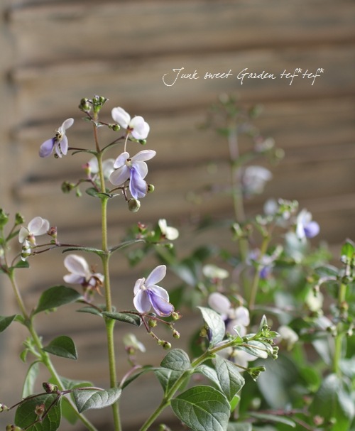 <i>Clerodendrum ugandense</i><BR><BR>󤤤礦<BR>ǥɥ<BR>إ֥롼󥰡