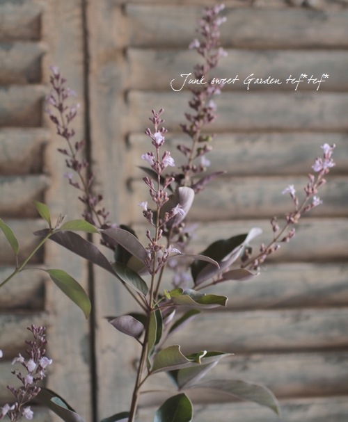 <i>Vitex trifolia 'Purprea'</i><BR><BR>��Ũ���տ�����������<BR>Ƽ�����Υ˥󥸥�ܥ�<BR>�إץ�ץ쥢�����