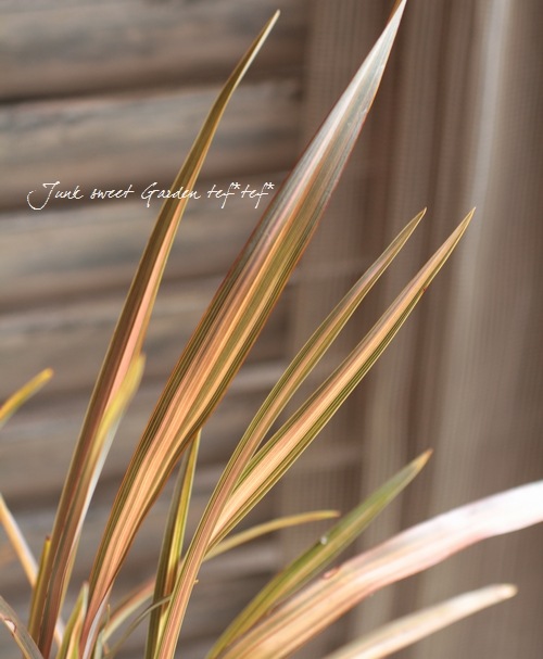<i>Phormium</i><BR><BR>���㡼�פʥ饤��<BR>�˥塼�������<BR>�إե�ߥ󥴡�