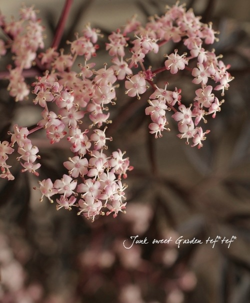 <i>Sambucus nigra</i><BR><BR>�������ڡ�����֥���<BR>�إ֥�å��졼����<BR>��̾�����Υ˥�ȥ���