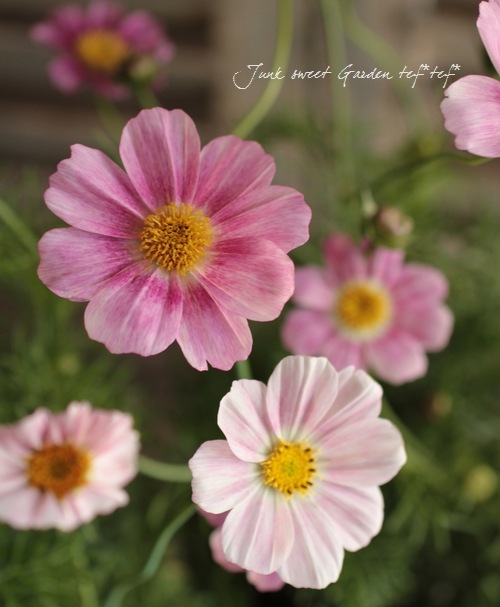 i>Cosmos bipinnatus</i><BR><BR>コスモス<BR>『ハッピーリング