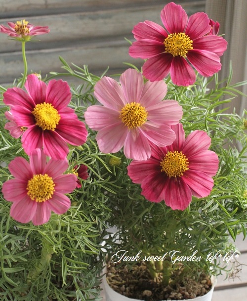 <i>Cosmos bipinnatus</i><BR><BR>⥹<BR>إƥ