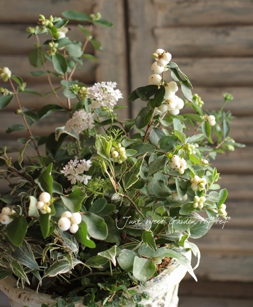 植物 tef*tef*寄せ植え<BR>2014 * no.11 *<BR><BR>『シンフォリカルポス