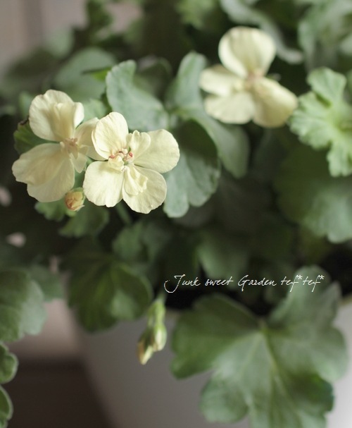 <i>Pelargonium</i><BR><BR>Ȭ�ź餭����˥���<BR>�إե������ȥ���������