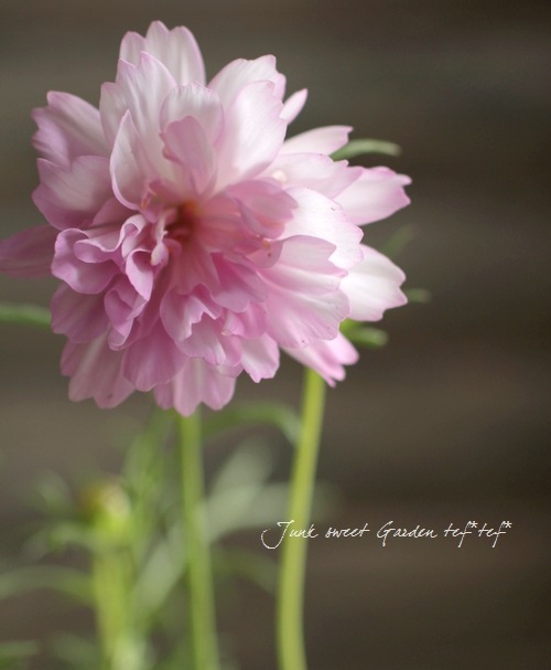 コスモス 🌸✨💫 ⁡ 久しぶりにオールドレンズで📸 今年はコスモスの見頃が長くて