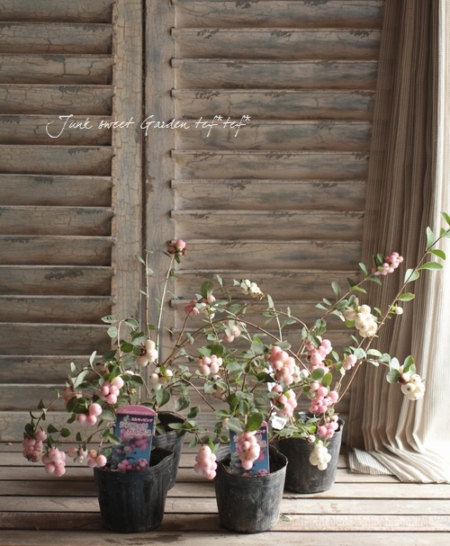 <i>Synphordarpos albus</i><BR><BR>�����ȥ�å���<BR>�إ���ե��ꡦ����ݥ���<BR>�ߥ륭���ԥ�