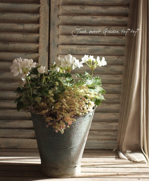 tef*tef*寄せ植え<BR>2014 * no.19 *<BR><BR>白いゼラニウム | 寄せ