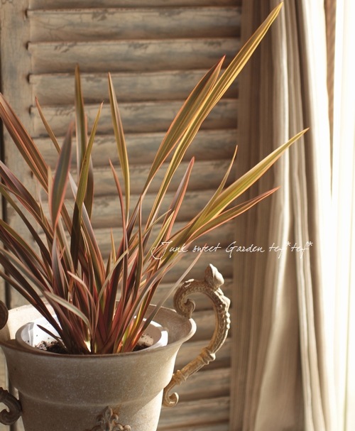 <i>Phormium</i><BR><BR>���㡼�פʥ饤��<BR>�˥塼�������<BR>�إ쥤��ܡ����������