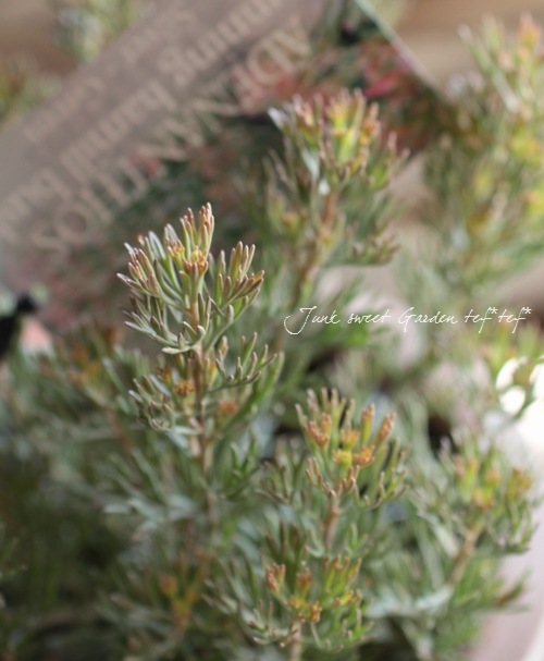 <i>adenanthos meisneri carpet</i><BR><BR>�������ȥ�ꥢ��ץ���<BR>���ǥʥ󥵥����֥å����<BR>�إ��˥��󥰡��ϡ��˥Х��