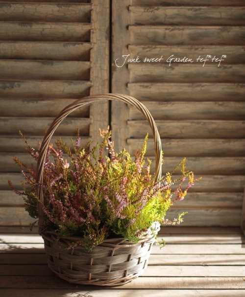 롼ʡ֥륬ꥹإ饤ߥԥ󥯲֡١No.E