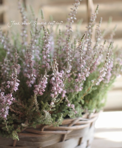 ���롼�ʡ��֥륬�ꥹ���إ���С��١���No.D��