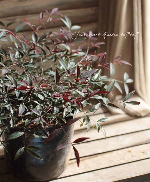 <i>Nandina domestica ��Flirt��</i><BR><BR>�ʥ�ƥ�<BR>�إե롼�ȡ�