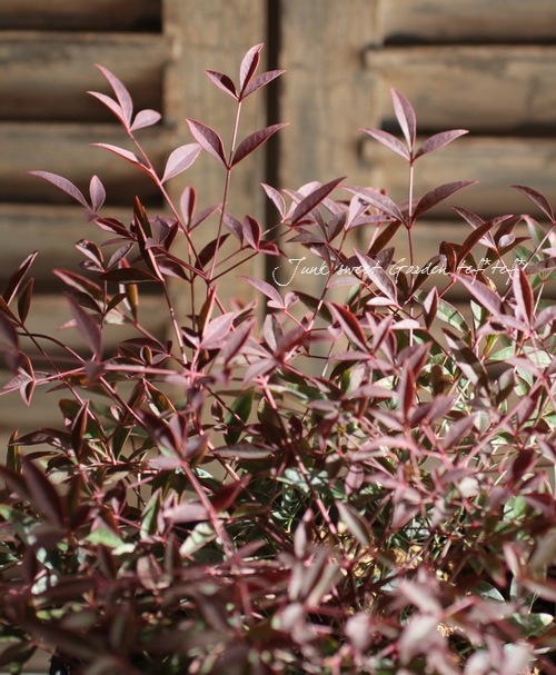 <i>Nandina domestica ��Flirt��</i><BR><BR>�ʥ�ƥ�<BR>�إե롼�ȡ�