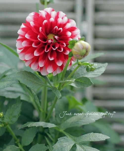 I Dahlia Hybrid Dalina Maxi I Br Br ダリア Br ダリーナマキシ Br タンピコ すべての商品 Junk Sweet Garden Tef Tef