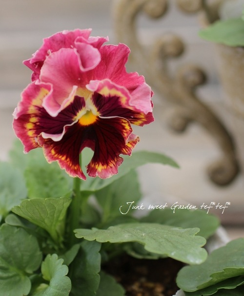 <i>Viola��wittrockiana </i><BR><BR>�ե��ѥ󥸡�<BR>�եꥺ�륷����<BR>�إ饺�٥꡼��