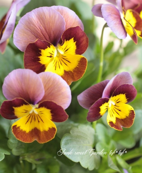 <i>Viola��wittrockiana </i><BR><BR>���󥸥��󥿤���Υץ�ߥ���ӥ��顪<BR>�ǥ����������إ����������ѡ��ץ��