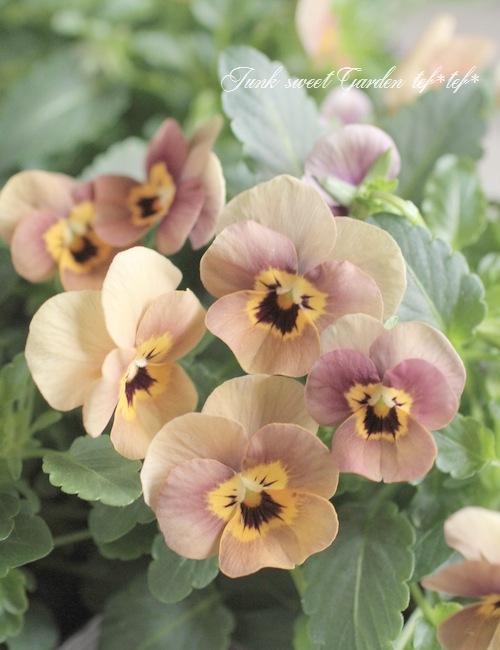 <i>Viola��wittrockiana </i><BR><BR>����ƥ��������顼�Υӥ���<BR>�إ��󥸥��롦�ƥ饳�å���