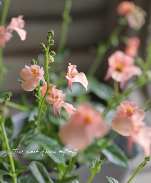 <i>Diascia barberae</i><BR><BR> ¿ǯ�𡦥ǥ���������<BR>�ߥ饯�륷�꡼�� �إԡ�����