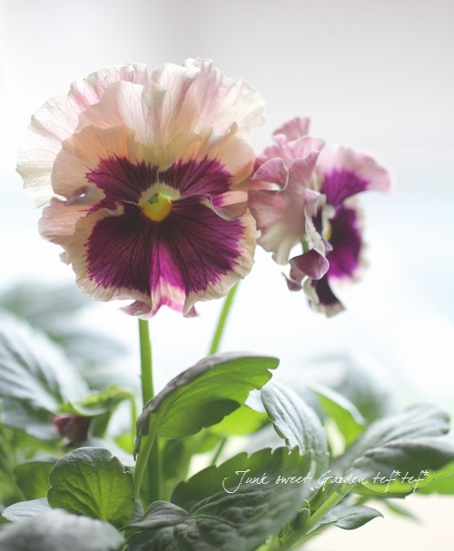 <i>Viola��wittrockiana </i><BR><BR>�ե��ѥ󥸡�<BR>�ե���<BR>�إȥꥫ�顼��������