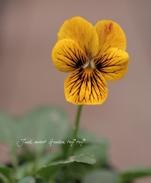 <i>Viola��wittrockiana </i><BR><BR>�����ɥӥ���<BR>�إ����ȥС����ȥ���������