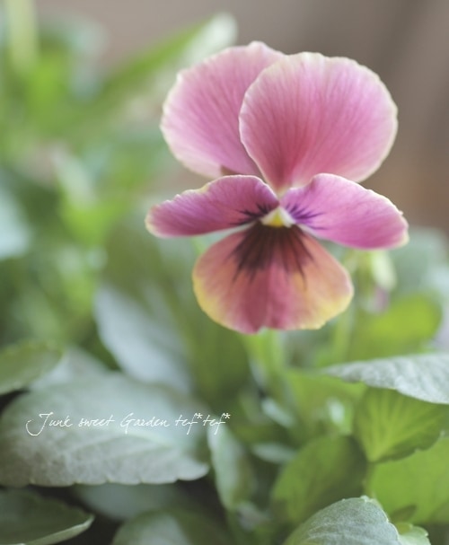 i>Viola×wittrockiana </i><BR><BR>小輪パンジー<BR>『パンドラ