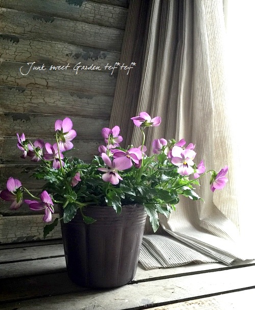 �ߤ�ȥӥ��顡�إҥ��»ΤΥ磻�󥰥饹��