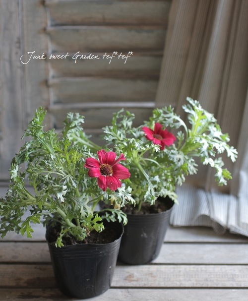 <i>Chrysanthemum frutescens</i><BR><BR>Ѥ餭ޡå<BR>إͥåȥ