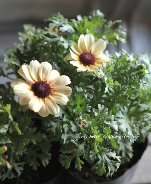 <i>Chrysanthemum frutescens</i><BR><BR>�Ѥ��餭�ޡ�����å�<BR>�إ��ʥꥢ���������
