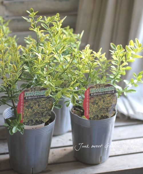 <i>Jasminum humile</i><BR><BR>���㥹�ߥʥ��������ꥭ������<BR>�إ��������Х��ե饤��
