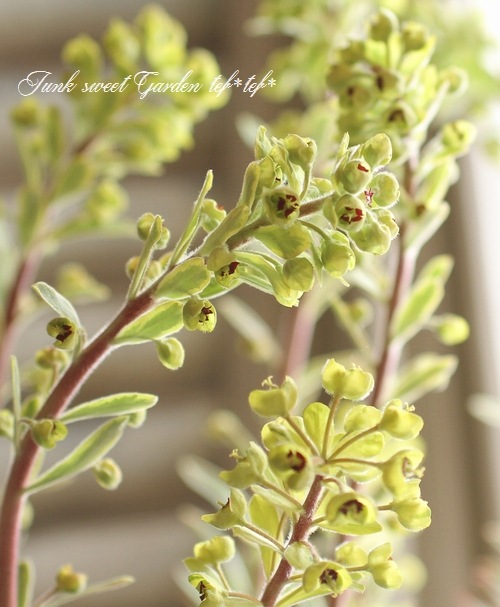 <i>Euphorbia x martinii</i><BR><BR>�桼�ե���ӥ�<BR>�إ�����ǥ�쥤��ܡ���