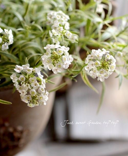 【Anthuroom】AOS x ブルーパピ【斑入り個体】 Anthuroom】AOS x ブルーパピ 4【斑入り個体】 Anthuroom】AOS x