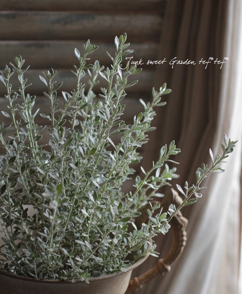 <i>Olearia axillaris</i><BR><BR>���쥢�ꥢ �إץ���ʥ��