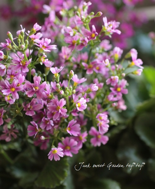 <i>Primula malacoides </i><BR><BR>�����饽��<BR>�ץ��顦�ޥ饳���ǥ�<BR>�ؾ������Ѥ��餭�κ����<BR>�ѡ��ץ��