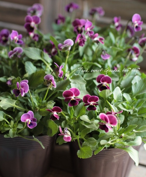 Viola　ビオラ Viola ビオラ premium Viora selection ブラウンにパープルが入った