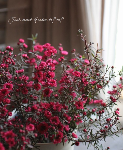 <i>Leptospermum scoparium</i><BR><BR>�����˶������в���<BR>Ȭ�ź餭�ؿ��ȥ����奦�Х���