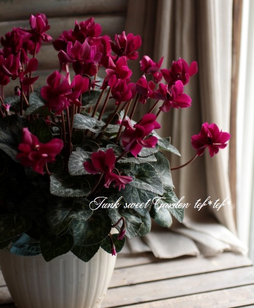 キラメキ⭐︎ ダークレッド 多重花弁 小型鉢 八重咲きシクラメン グランディエレガンス ダークレッド - メルカリ