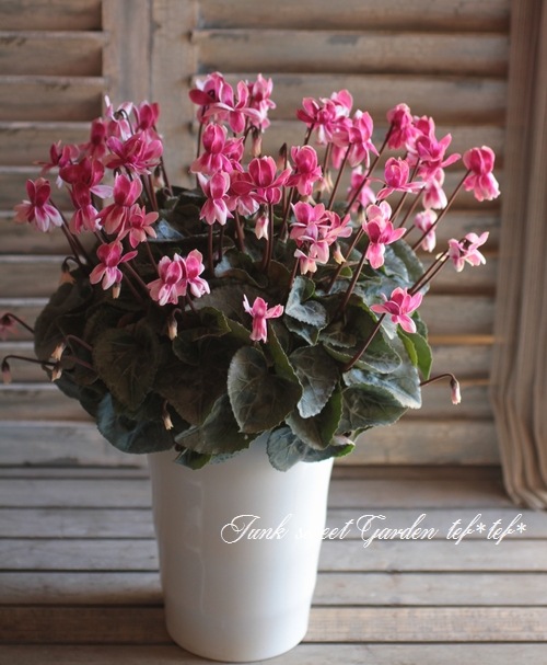 i>Cyclamen persicum Mill</i><BR><BR>八重咲きシクラメン<BR