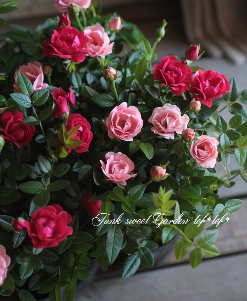 【新鮮収穫】ミニバラさま　150個 Introducing 7 varieties of mini roses for spring 2024 - YouTube