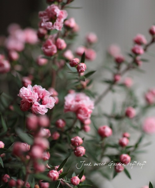 <i>Leptospermum scoparium</i><BR><BR>˶в<BR>Ȭź餭奦Х