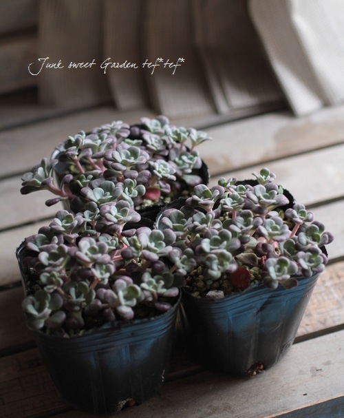 ��¿����ʪ�ۥ����ࡦ���ѥĥ�ե��ꥦ�� �إѡ��ץ쥦���