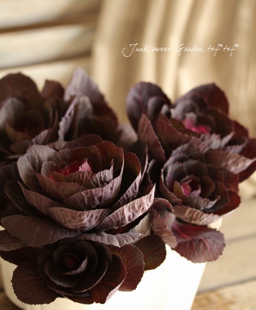 <i>Brassica</i><BR><BR>�������å׺餭�ղ�ð��<BR>�֥�å��륷����إ٥륵�����