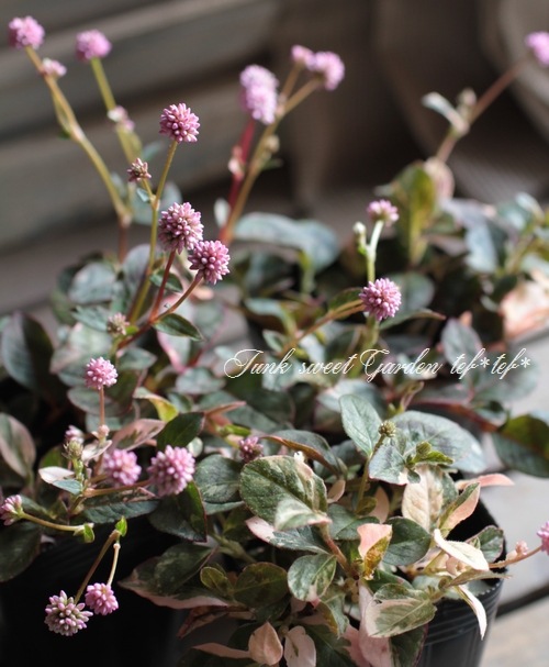 ������ݥꥴ�ʥࡡ�إХꥨ�������� �ҥ�ĥ륽��