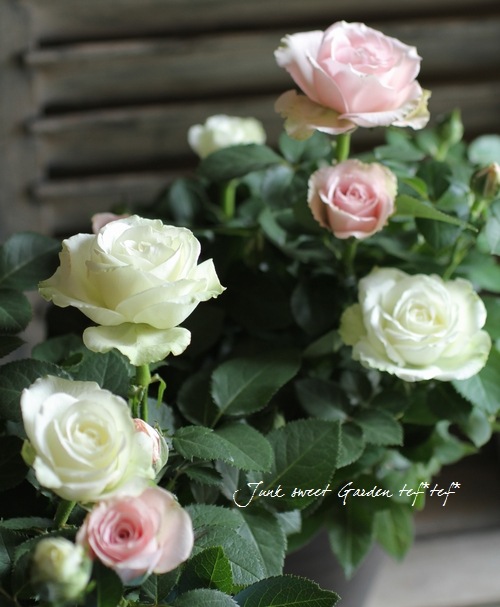 花薔薇のレースの卓上パーテーションミニ3連 i>Rosa.Min</i><BR><BR>アイアンバスケット仕立て・開花期が長い！<BR