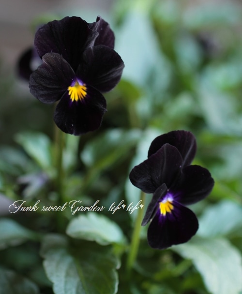ビオラ　Viola i>Viola×wittrockiana </i><BR><BR>黒ビオラ<BR>『ミッドナイト