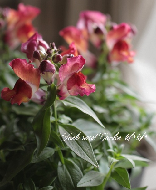<i>Antirrhinum majus</i><BR><BR>��2�ĥ��åȡۥ���ѥ��Ȥ˳ڤ���롪<BR>���󥮥祽�������ƥ�<BR>�إ���󥸥Х����顼��