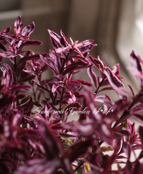 <i>Hebe 'Explosion'</i><BR><BR>������ء��١�<BR>�إ������ץ���������