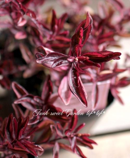 <i>Hebe 'Blackberry'</i><BR><BR>������ء��١�<BR>�إ֥�å��٥꡼��