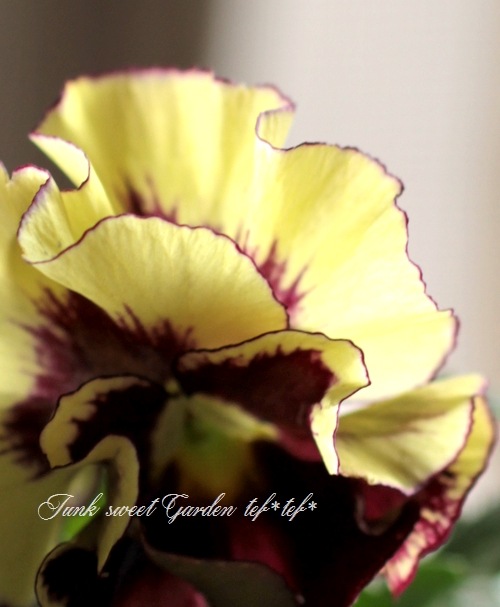 ⭐︎ 美品　大塚温子　パンジー⭐︎ ハンディポット キッチン用品 保温ポット おしゃれ cloclo ETC001701